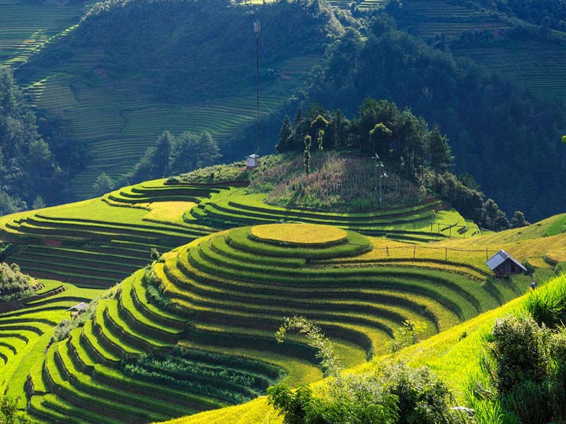 Terraced rice fields in Northern Vietnam